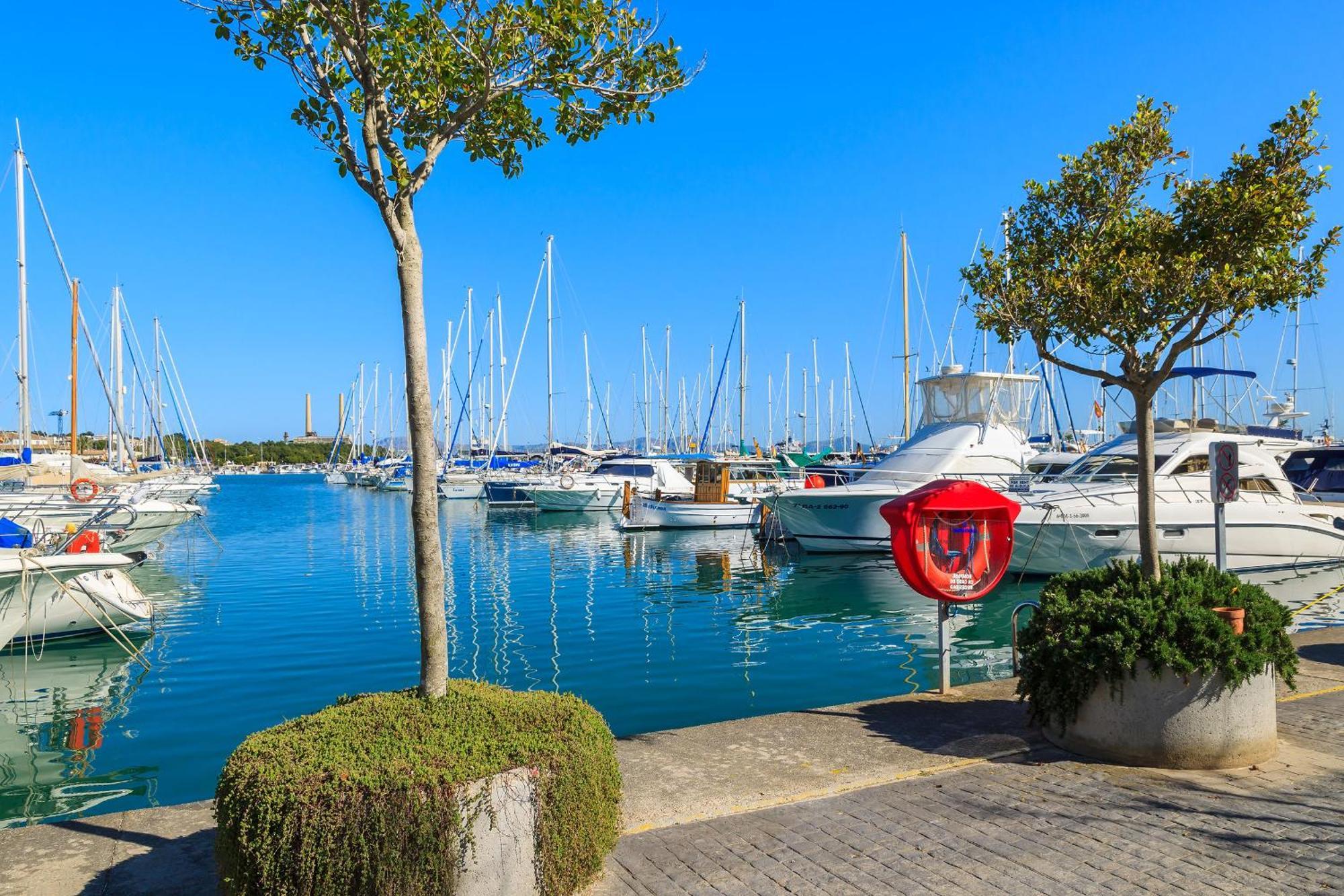 Oscols Alcudia (Mallorca)